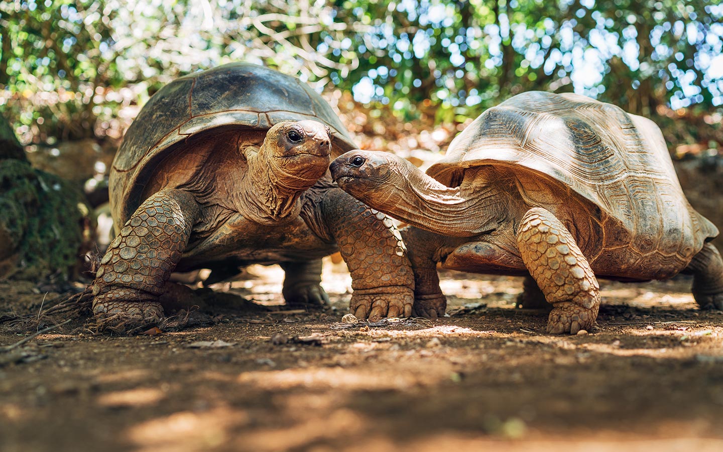 Tortoise Sightseeing Park