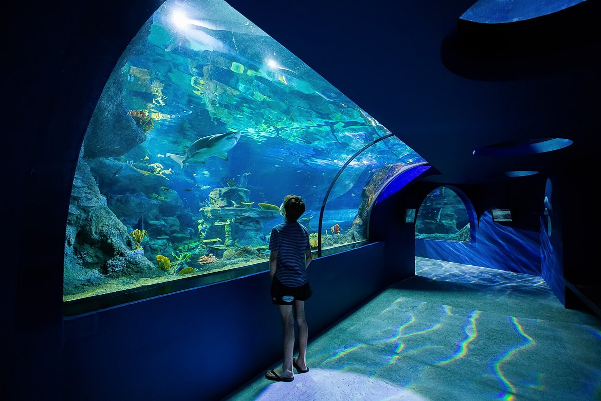 Odysseo Aquarium